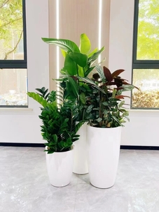 专业镇海植物租摆，给您别样的植物景观体验